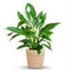 Spathiphyllum mit Korb Sofia natur