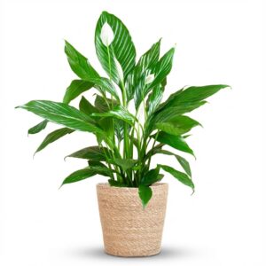 ec89491029ab42c7b16bc2d94d87b1fb41aad647455e4c77b1cb7578588d9882.jpg Spathiphyllum mit Korb Sofia natur