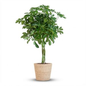 018afd61a0d54ece9900ab67de22cc82c81efc9dde4b4f2d91263c6dfd1d7cd6.jpg Schefflera Arab Nora mit Korb Sofia natur