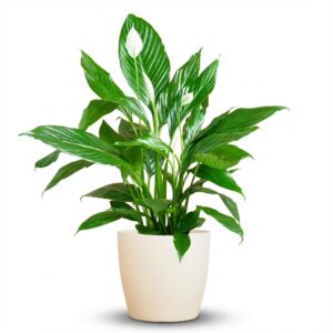 de381c2a01d246a1bb43e80b55c89c1451dc4e65e4cf422baf24ae616e51adeb.jpg Spathiphyllum mit Viber weiß