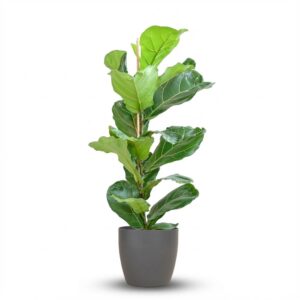b34dfdce0a6243c69ceef475f1633e9265be4bf2a8214e9795fa64ef6c9583a8.jpg Ficus Lyrata mit Viber-Topf Grau