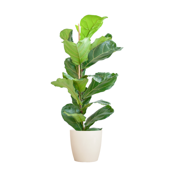 Ficus Lyrata mit Viber-Topf weiß