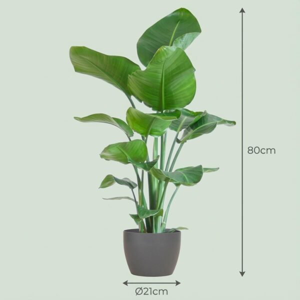 Strelitzia Nicolai mit Viber-Topf Grau
