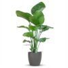 Strelitzia Nicolai mit Viber-Topf Grau