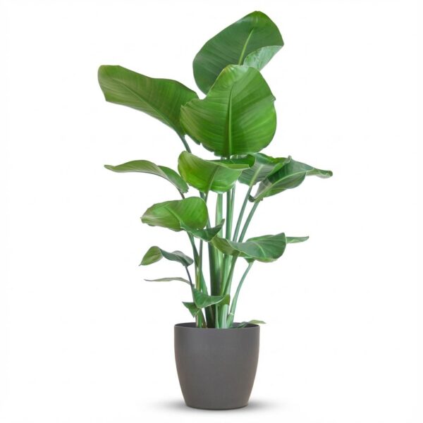 Strelitzia Nicolai mit Viber-Topf Grau