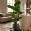 Strelitzia Nicolai mit Viber-Topf Grau