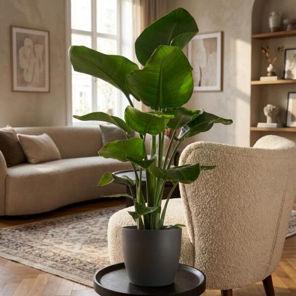 Strelitzia Nicolai mit Viber-Topf Grau