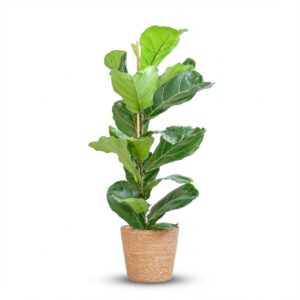 52dd9a5d9b5e4a2eaa28265e0bb68fe00dc462d9658d438da549b7172733379f.jpg Ficus Lyrata mit Korb Sofia natur