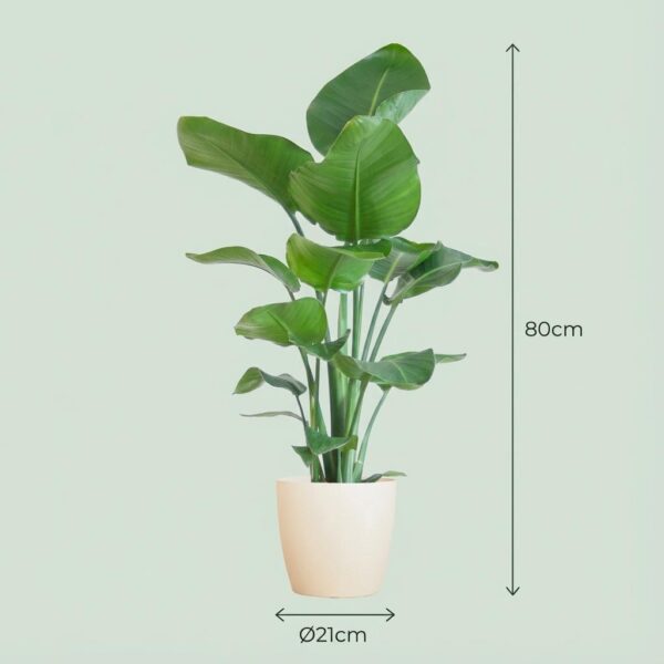8ba34d7f5b0344388aef76509093e0de3c8e64f168f74b28be4217fa21a53386.jpg Strelitzia Nicolai mit Viber-Topf weiß