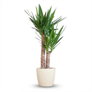 42eddb690b1142aa89c11ed4c5f0ac981760d2ad998d40f19282c6dea3d70537.jpg Yucca Elephantipes mit Viber weiß