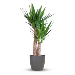 3b8204f81b524bde916fd0b774fff471dfa767b1294c4750809eb77494895f58.jpg Yucca Elephantipes mit Viber Schwarz