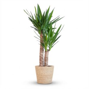 40ba63e19a3f49ca9cb0e790859c410c8c2472a36fea4f15a83ad331a336f7c1.jpg Yucca Elephantipes mit Sofia-Korb natur