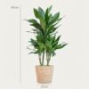 Dracaena Janet Lindt mit Sofia-Korb natur