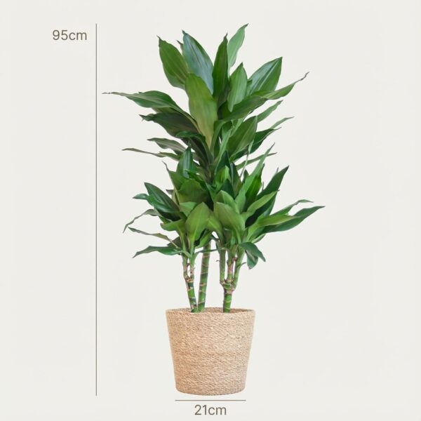 Dracaena Janet Lindt mit Sofia-Korb natur