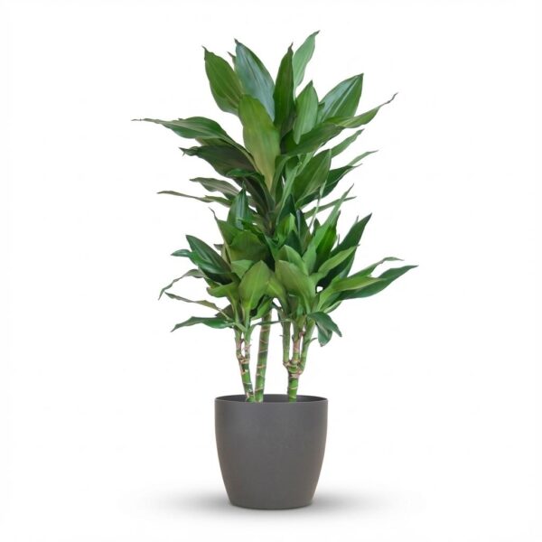 Dracaena Janet Lindt mit Viber grau
