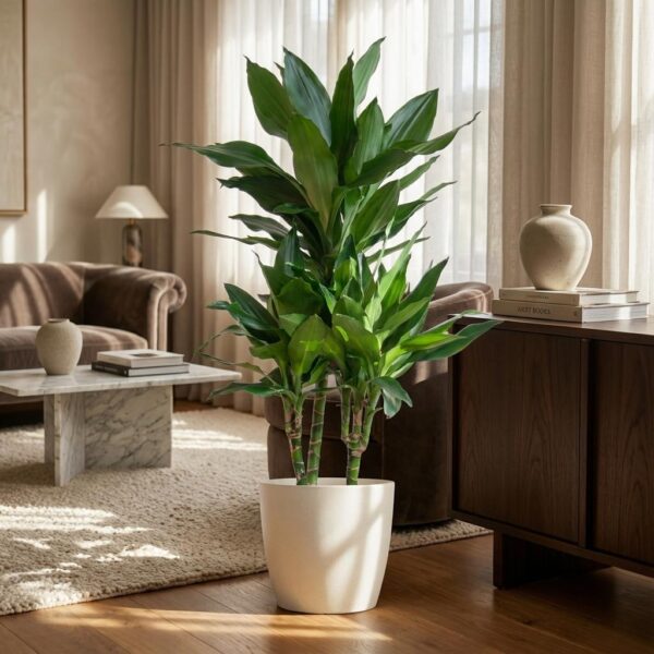 6fd88558621947578cc652ad573bbf8042e8e00d87944915b138f589d68f6cdf.jpg Dracaena Janet Lindt mit Viber Weiß