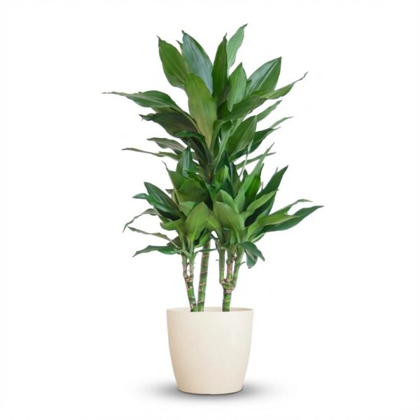 92cd0fe264254158a01bbf3032c01a254f5500c473d44f91b921fd2cbfdfc75e.jpg Dracaena Janet Lindt mit Viber Weiß