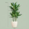 cdd765bcc3b5461eb99cee816623bdba6597d261583343e78fec78ae26227659.jpg Dracaena Janet Lindt mit Viber Weiß