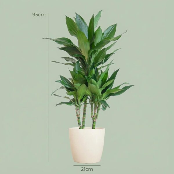 cdd765bcc3b5461eb99cee816623bdba6597d261583343e78fec78ae26227659.jpg Dracaena Janet Lindt mit Viber Weiß