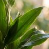 f8641bd464c54f62a8a23202d526508d2a4aa1af79304b6798b3eb23cb9825e8.jpg Dracaena Janet Lindt mit Viber Weiß