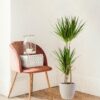 Dracaena Marginata mit Viber Weiß