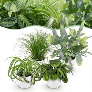 Chlorophytum - Cyperus - Phlebodium - Marantha - 4er-Mix - Haustierfreundliche Pflanzen - Grün - 4 Pflanzen - mit Potter White