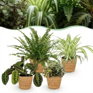 Chlorophytum - Maranta - Calissia - Nephrolepsis - 4er-Mix - Haustierfreundliche Pflanzen - Grün - 4 Pflanzen - mit Korb