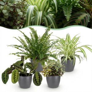 Chlorophytum - Maranta - Calissia - Nephrolepsis - 4er-Mix - Haustierfreundliche Pflanzen - Grün - 4 Pflanzen - mit Potter Grau