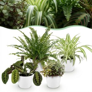 Chlorophytum - Maranta - Calissia - Nephrolepsis - 4er-Mix - Haustierfreundliche Pflanzen - Grün - 4 Pflanzen - mit Potter White