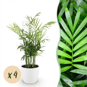 Chamaedorea elegans - Goldpalme - Haustierfreundliche Pflanze - Grün - 4 Pflanzen - mit Potter White