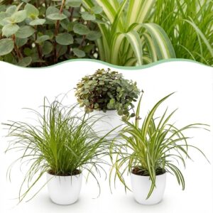 Cyperus - Calissia - Chlorophytum - 3er-Mix - Haustierfreundliche Pflanzen - Grün - 3 Pflanzen - mit Potter White