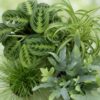 488518fffeb84c778e9c01ff534610708f6c2ab89d644acfbaaa344907e5248c.jpg Chlorophytum - Cyperus - Phlebodium - Marantha - 4er-Mix - Haustierfreundliche Pflanzen - Grün - 4 Pflanzen - mit Korb