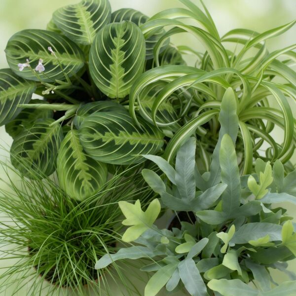 488518fffeb84c778e9c01ff534610708f6c2ab89d644acfbaaa344907e5248c.jpg Chlorophytum - Cyperus - Phlebodium - Marantha - 4er-Mix - Haustierfreundliche Pflanzen - Grün - 4 Pflanzen - mit Korb