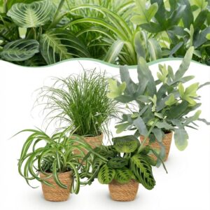 Chlorophytum - Cyperus - Phlebodium - Marantha - 4er-Mix - Haustierfreundliche Pflanzen - Grün - 4 Pflanzen - mit Korb