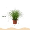 cacb994aef064780a43b3965c1432aeef989696eb2d6435a995c76cc3a288007.jpg Chlorophytum - Cyperus - Phlebodium - Marantha - 4er-Mix - Haustierfreundliche Pflanzen - Grün - 4 Pflanzen - mit Korb