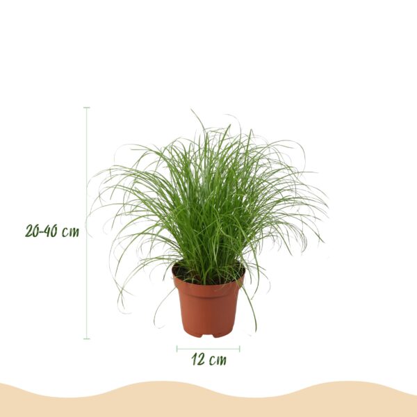 cacb994aef064780a43b3965c1432aeef989696eb2d6435a995c76cc3a288007.jpg Chlorophytum - Cyperus - Phlebodium - Marantha - 4er-Mix - Haustierfreundliche Pflanzen - Grün - 4 Pflanzen - mit Korb