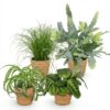 ce11cdce3e8849c9b50707bca1d1a9be5227888a25d7402f8f0ad51b8b2bedb6.jpg Chlorophytum - Cyperus - Phlebodium - Marantha - 4er-Mix - Haustierfreundliche Pflanzen - Grün - 4 Pflanzen - mit Korb