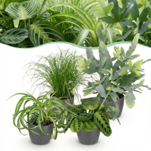 Chlorophytum - Cyperus - Phlebodium - Marantha - 4er-Mix - Haustierfreundliche Pflanzen - Grün - 4 Pflanzen - mit Potter Grey