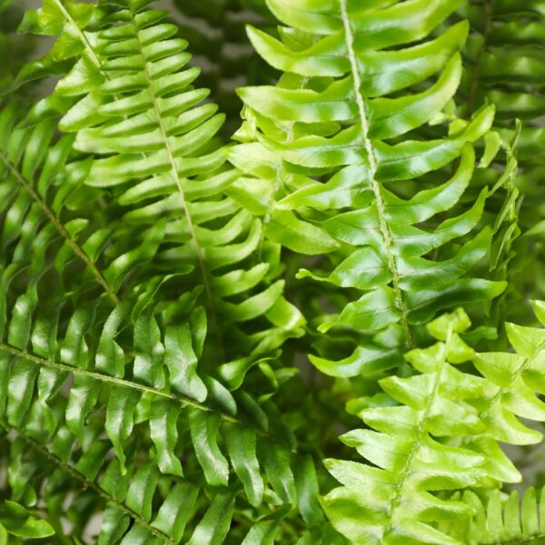 Nephrolepsis exaltata Green Lady - Farn - Haustierfreundliche Pflanze - Grün - 4 Pflanzen - mit Potter White