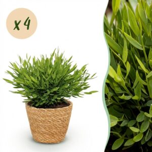 Bamusa Pogonatherum Monica - Bambusgras - Haustierfreundliche Pflanze - Grün - 4 Pflanzen - mit Korb