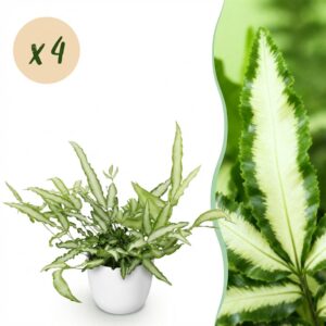 Pteris cretica Albolineata - Bänderfarn - Haustierfreundliche Pflanze - Grün - 4 Pflanzen - mit Potter White