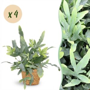 Phlebodium aureum Blue Star - Blauer Farn - Haustierfreundliche Pflanze - Blau - 4 Pflanzen - mit Korb