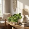 Marantha Silverband, Marantha Lemon Lime Marantha Kerchoveana - Gebetspflanze - Haustierfreundliche Pflanze - Grün - 3 Pflanzen - mit Potter White