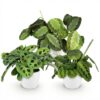Marantha Silverband, Marantha Lemon Lime Marantha Kerchoveana - Gebetspflanze - Haustierfreundliche Pflanze - Grün - 3 Pflanzen - mit Potter White
