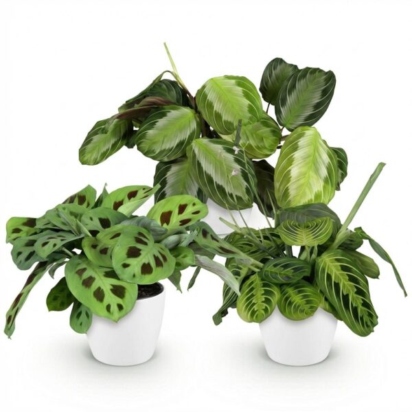 Marantha Silverband, Marantha Lemon Lime Marantha Kerchoveana - Gebetspflanze - Haustierfreundliche Pflanze - Grün - 3 Pflanzen - mit Potter White