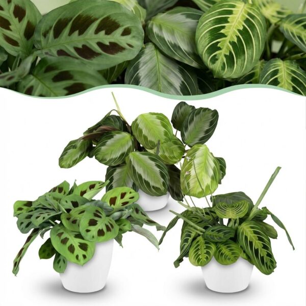 Marantha Silverband, Marantha Lemon Lime Marantha Kerchoveana - Gebetspflanze - Haustierfreundliche Pflanze - Grün - 3 Pflanzen - mit Potter White