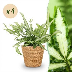 Pteris cretica Albolineata - Bänderfarn - Haustierfreundliche Pflanze - Grün - 4 Pflanzen - mit Korb