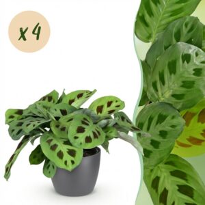 Maranta Fascinator Kerchoveana - Zebra-Pflanze - Haustierfreundliche Pflanze - Grün - 4 Pflanzen - mit Potter Grau