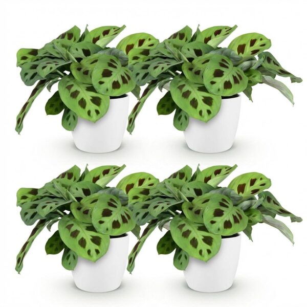 Maranta Fascinator Kerchoveana - Zebra Pflanze - Haustierfreundliche Pflanze - Grün - 4 Pflanzen - mit Potter Weiß
