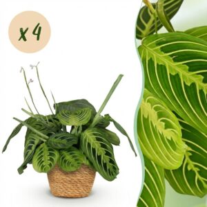 Maranta Fascinator Lemon Lime - Gebetspflanze - Haustierfreundliche Pflanze - Grün - 4 Pflanzen - mit Korb